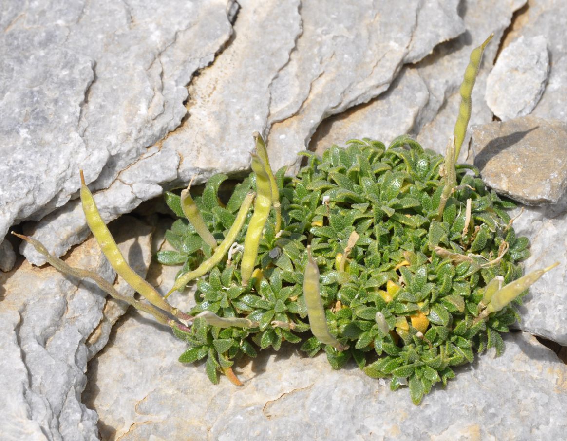 Image of Aubrieta gracilis ssp. scardica specimen.