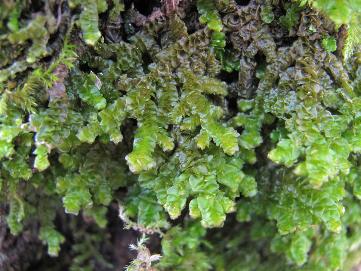 Image of genus Porella specimen.