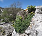 Saxifraga unifoveolata