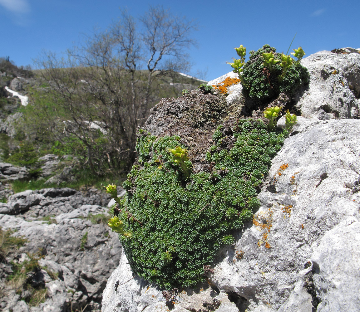 Изображение особи Saxifraga unifoveolata.