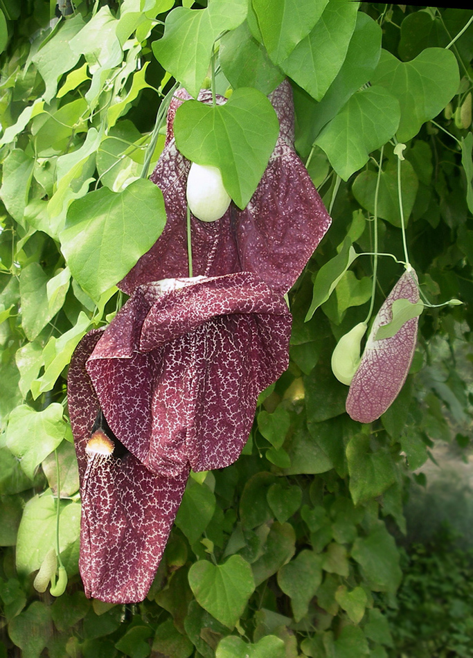 Image of Aristolochia gigantea specimen.