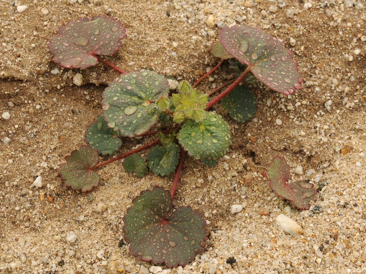 Изображение особи Eremalche rotundifolia.