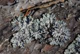 Hypogymnia physodes. Талломы на упавшем стволе Picea abies. Ленинградская обл., Всеволожский р-н, окр. пос. Куйвози, смешанный лес. 30.03.2017.