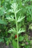 Papaver argemone
