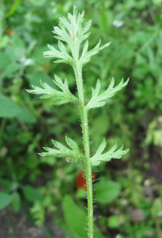 Изображение особи Papaver argemone.