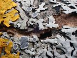 Physcia stellaris