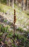 genus Orobanche. Плодоносящий побег прошлого года. Пермский край, Лысьвенский р-н, долина р. Чусовой, крутой склон камня Дужной. 02.05.2017.