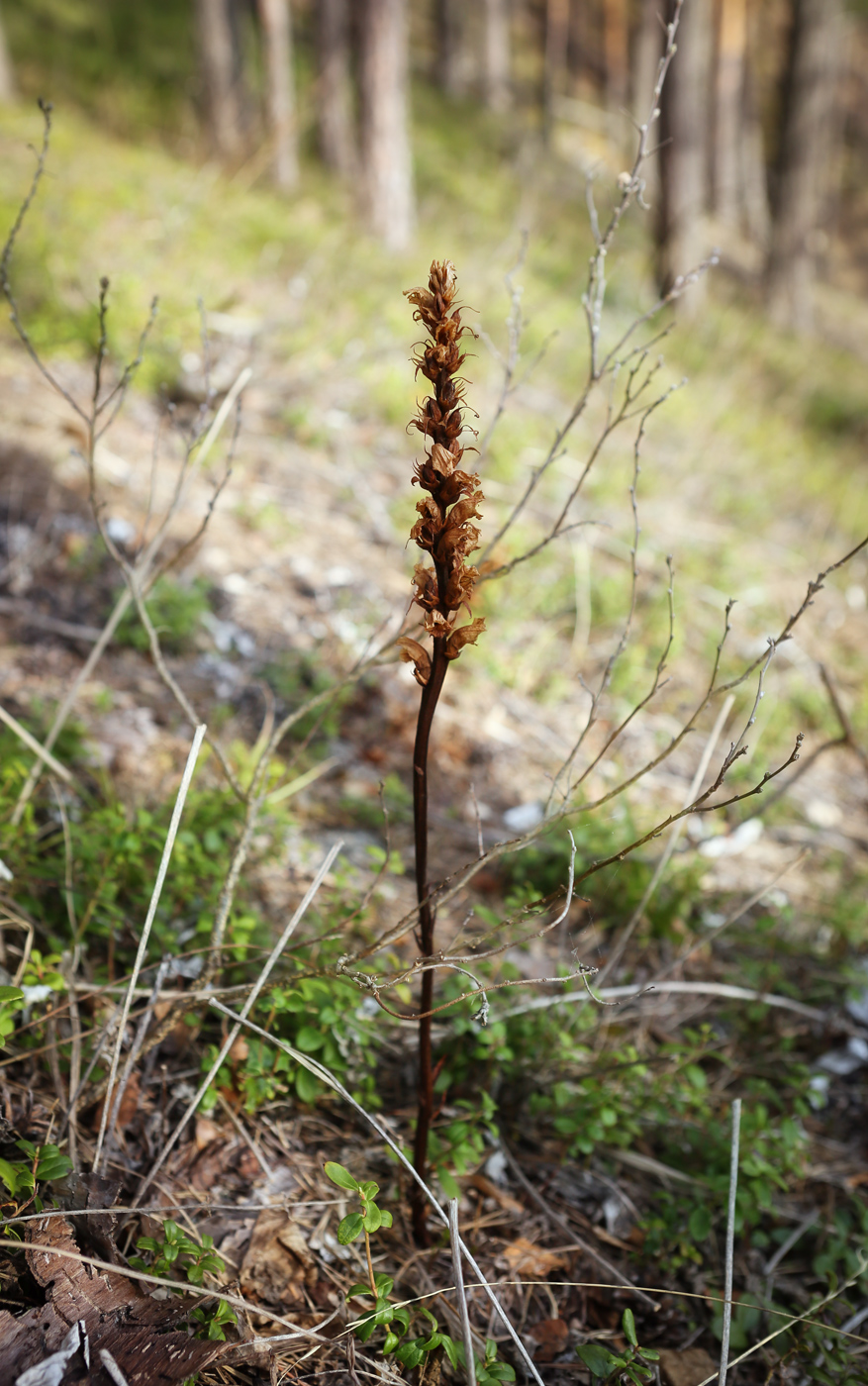 Image of genus Orobanche specimen.