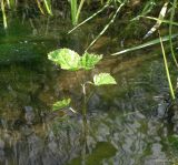 Althaea officinalis. Молодой побег. Краснодарский край, Кущёвский р-н, станица Шкуринская, лужа на саге. 24.05.2017.