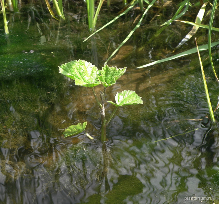 Image of Althaea officinalis specimen.