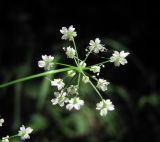 Pimpinella tripartita