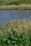 Crambe koktebelica