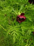 Paeonia delavayi