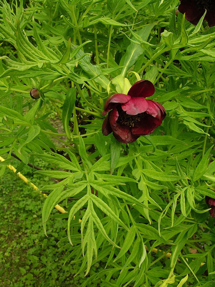 Image of Paeonia delavayi specimen.