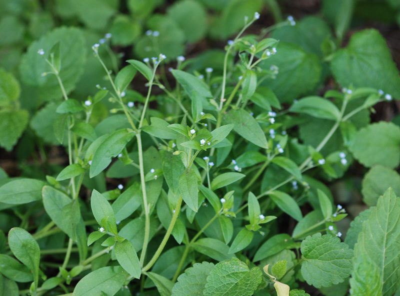 Изображение особи Myosotis sparsiflora.