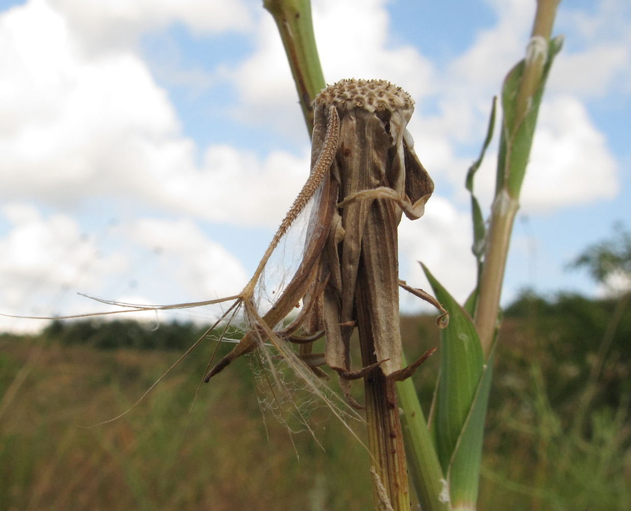 Image of Tragopogon dasyrhynchus specimen.