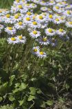 Bellis caerulescens