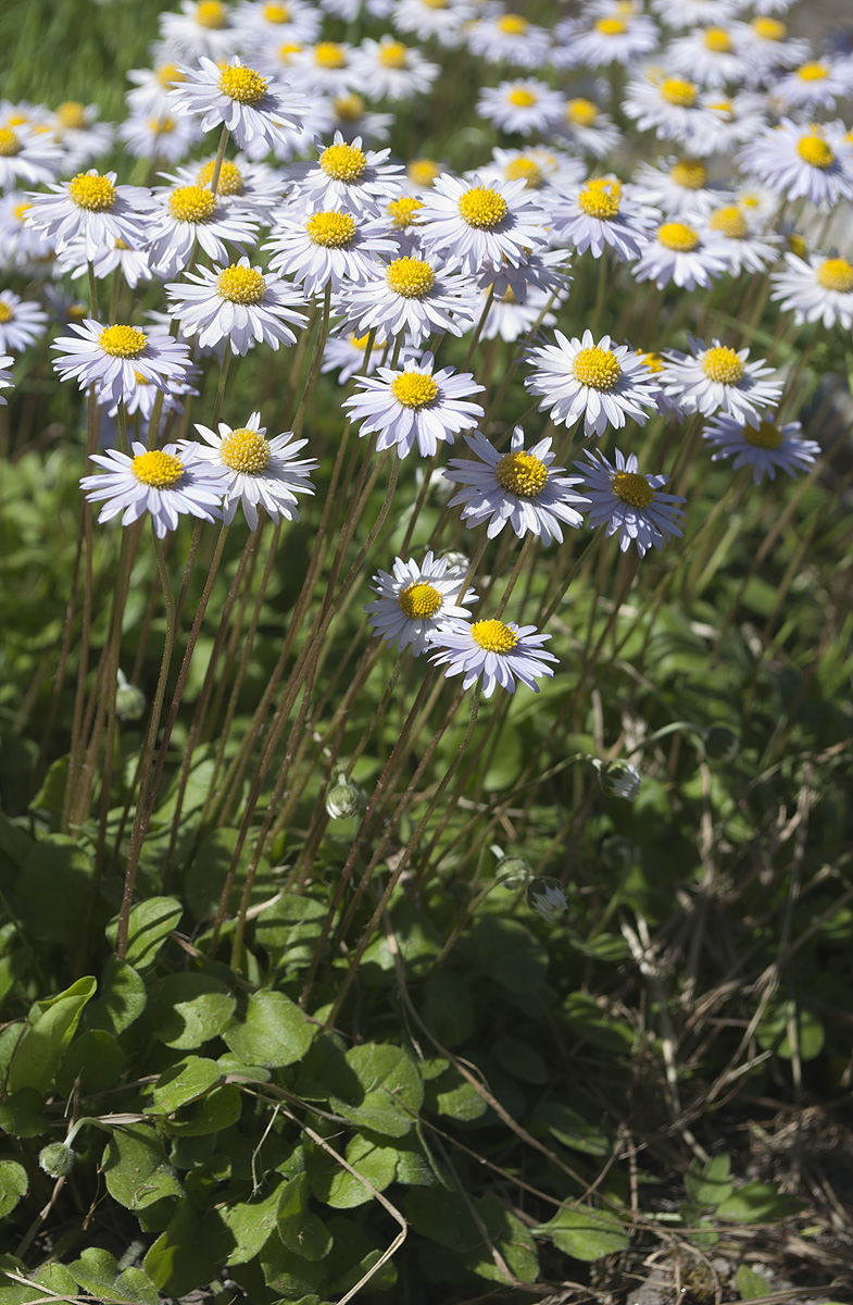 Изображение особи Bellis caerulescens.