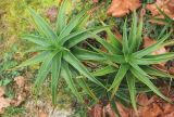 Aloe striatula. Верхушки побегов. Абхазия, г. Сухум, парк на г. Трапеция, в культуре. 6 марта 2016 г.