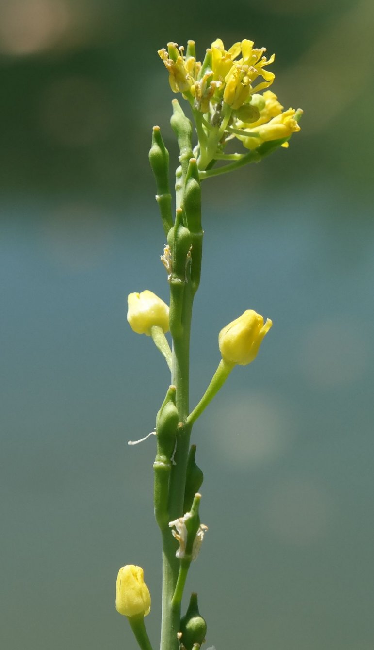 Изображение особи Myagrum perfoliatum.