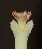 Image of taxon representative. Author is Татьяна Мальчинская