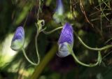 Aconitum volubile