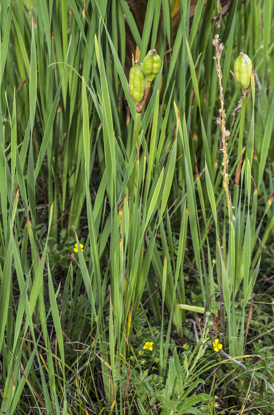 Image of Iris sibirica specimen.