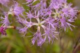 Dianthus superbus
