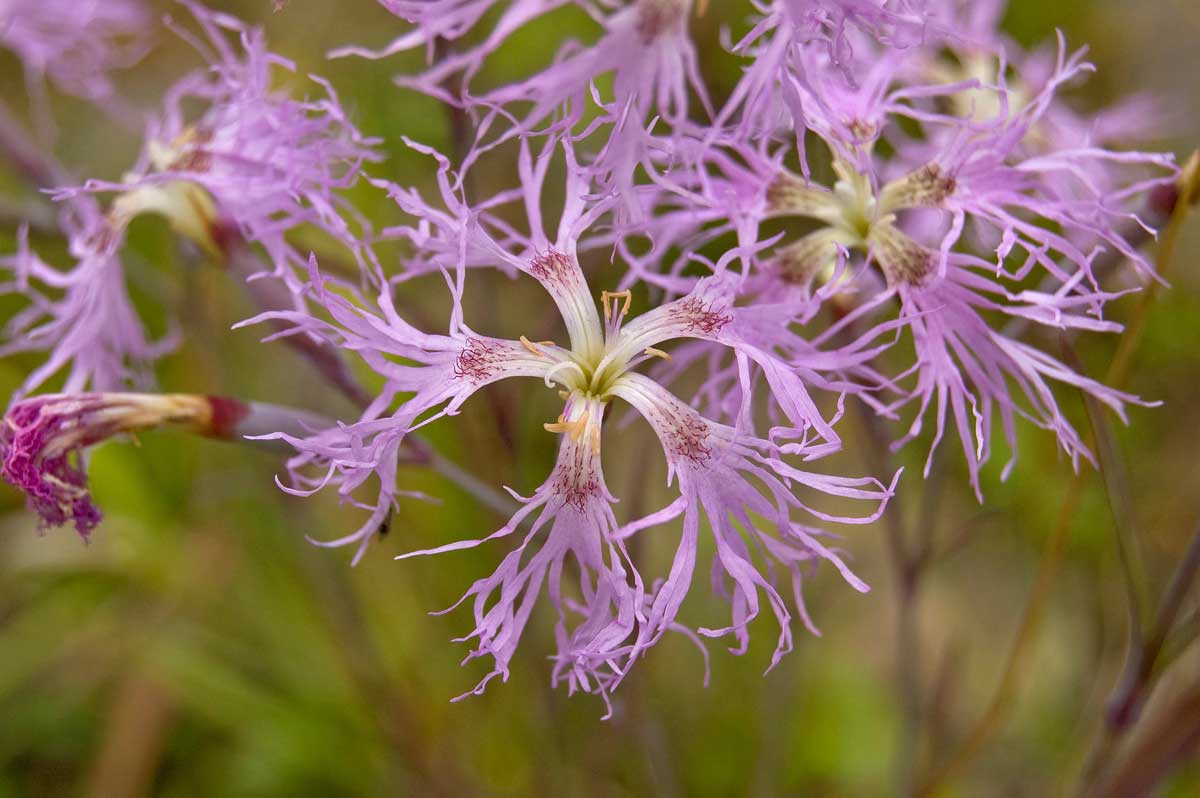 Изображение особи Dianthus superbus.