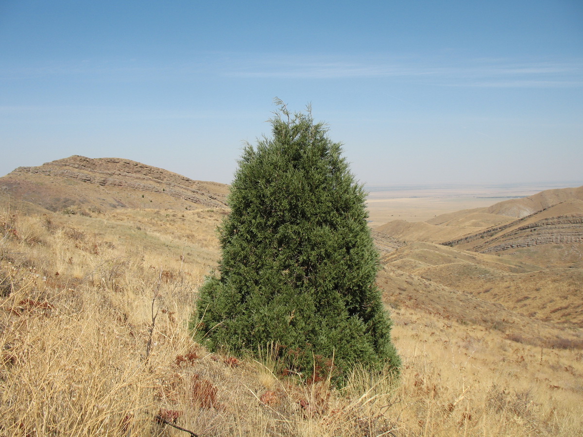 Изображение особи Juniperus semiglobosa.