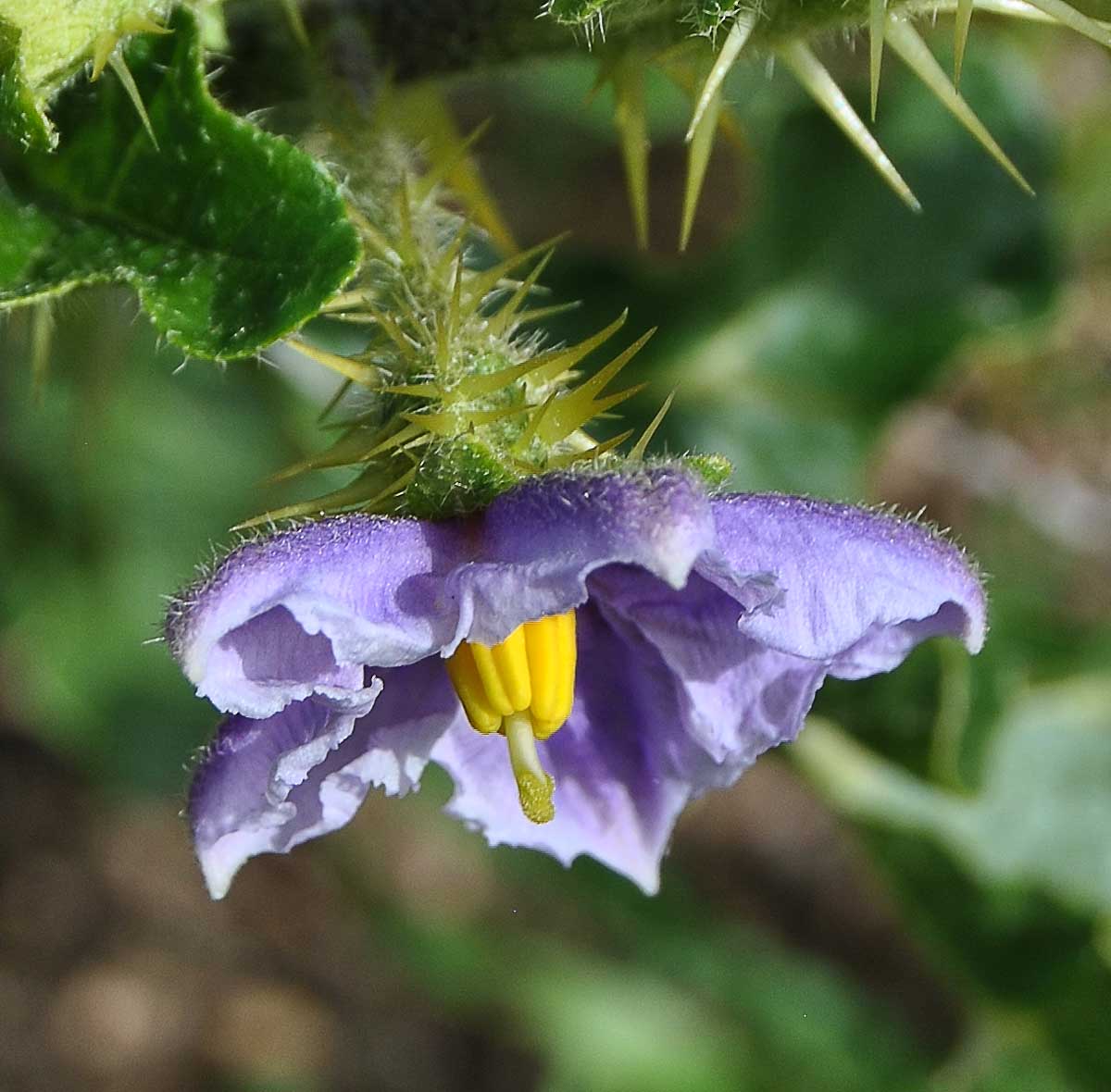 Image of Solanum giftbergense specimen.
