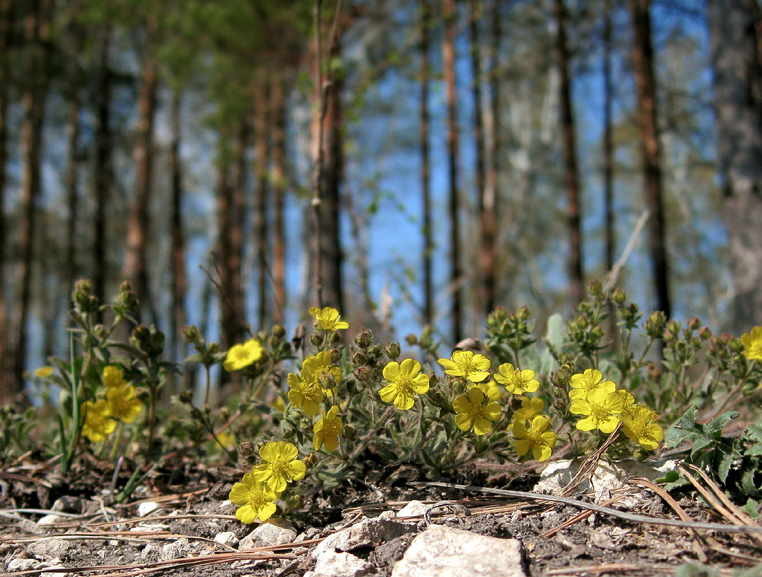 Image of Potentilla humifusa specimen.