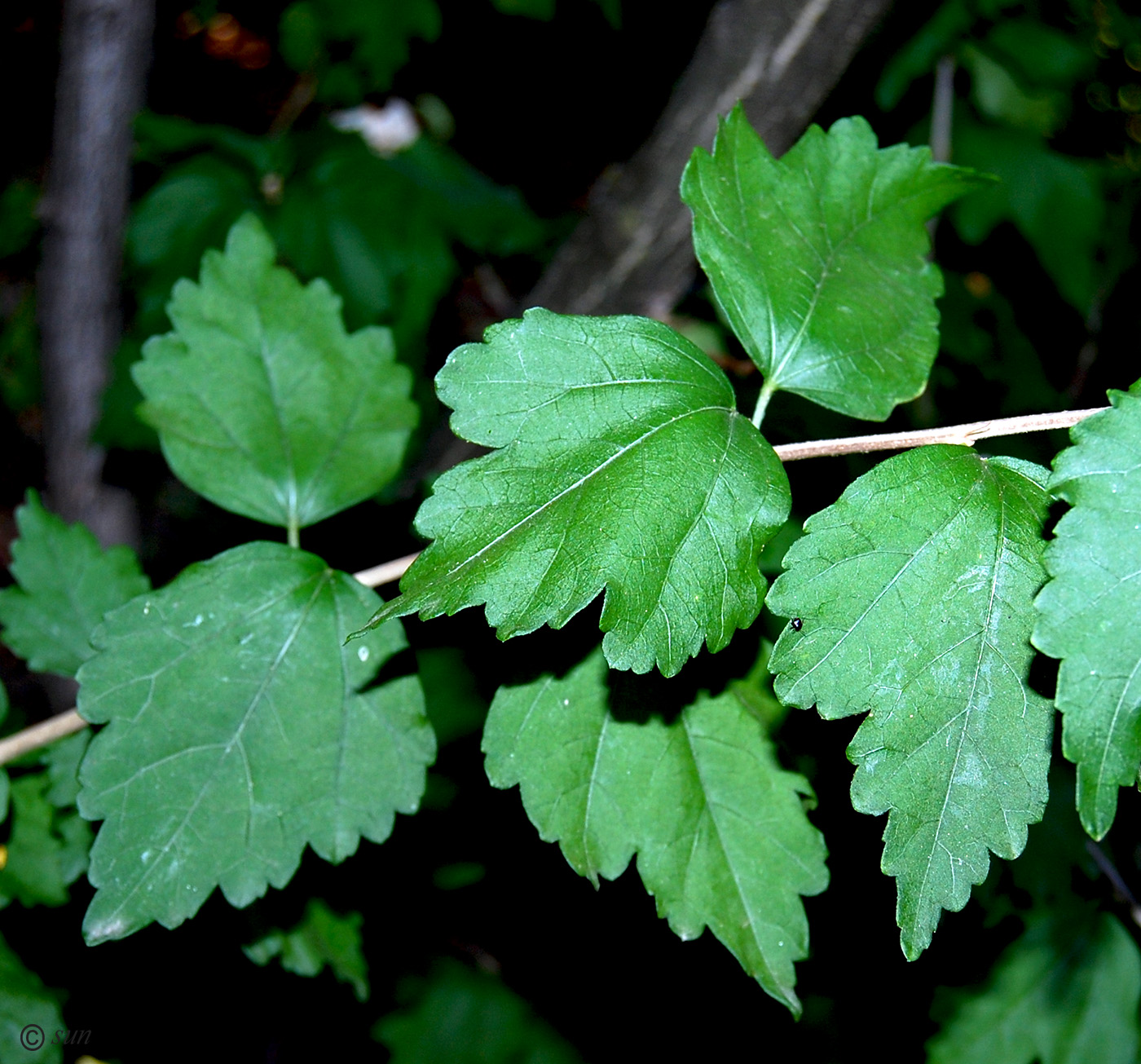 Image of Hibiscus syriacus specimen.