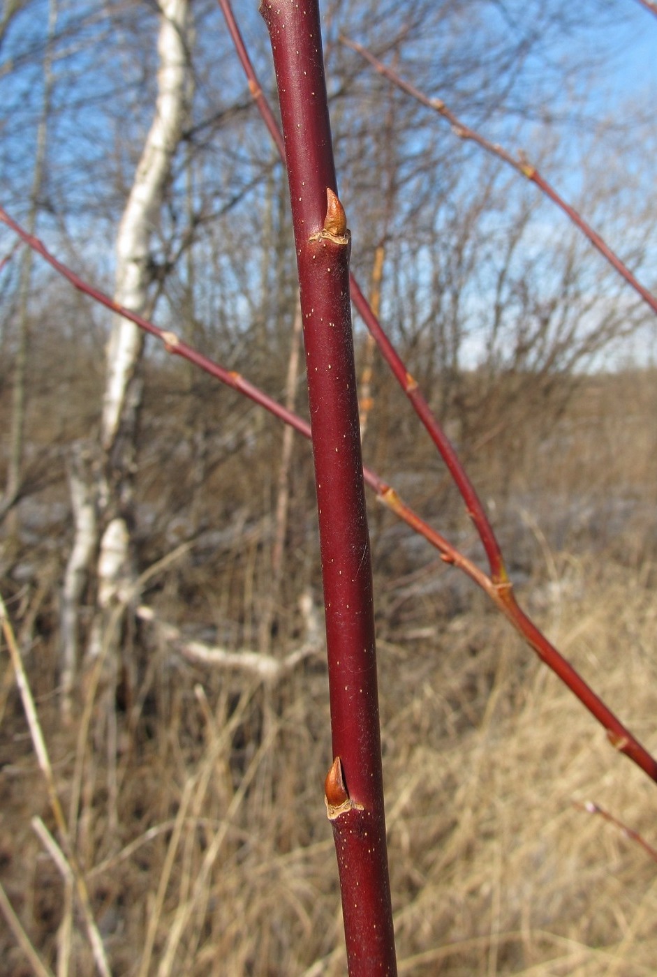 Image of Salix caprea specimen.