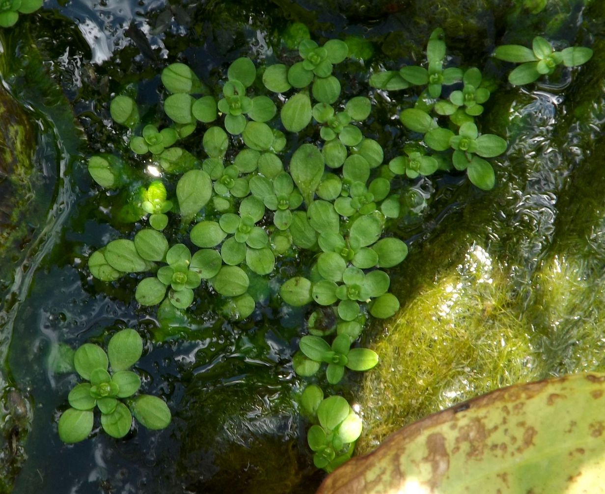 Изображение особи Callitriche palustris.