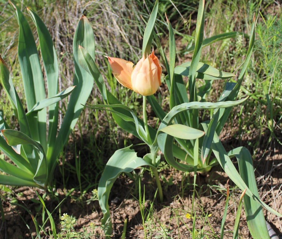 Image of genus Tulipa specimen.