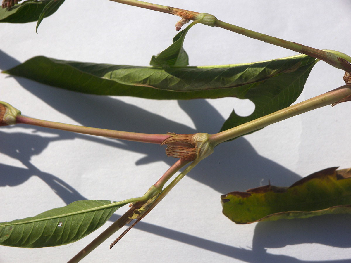 Изображение особи Persicaria lapathifolia.