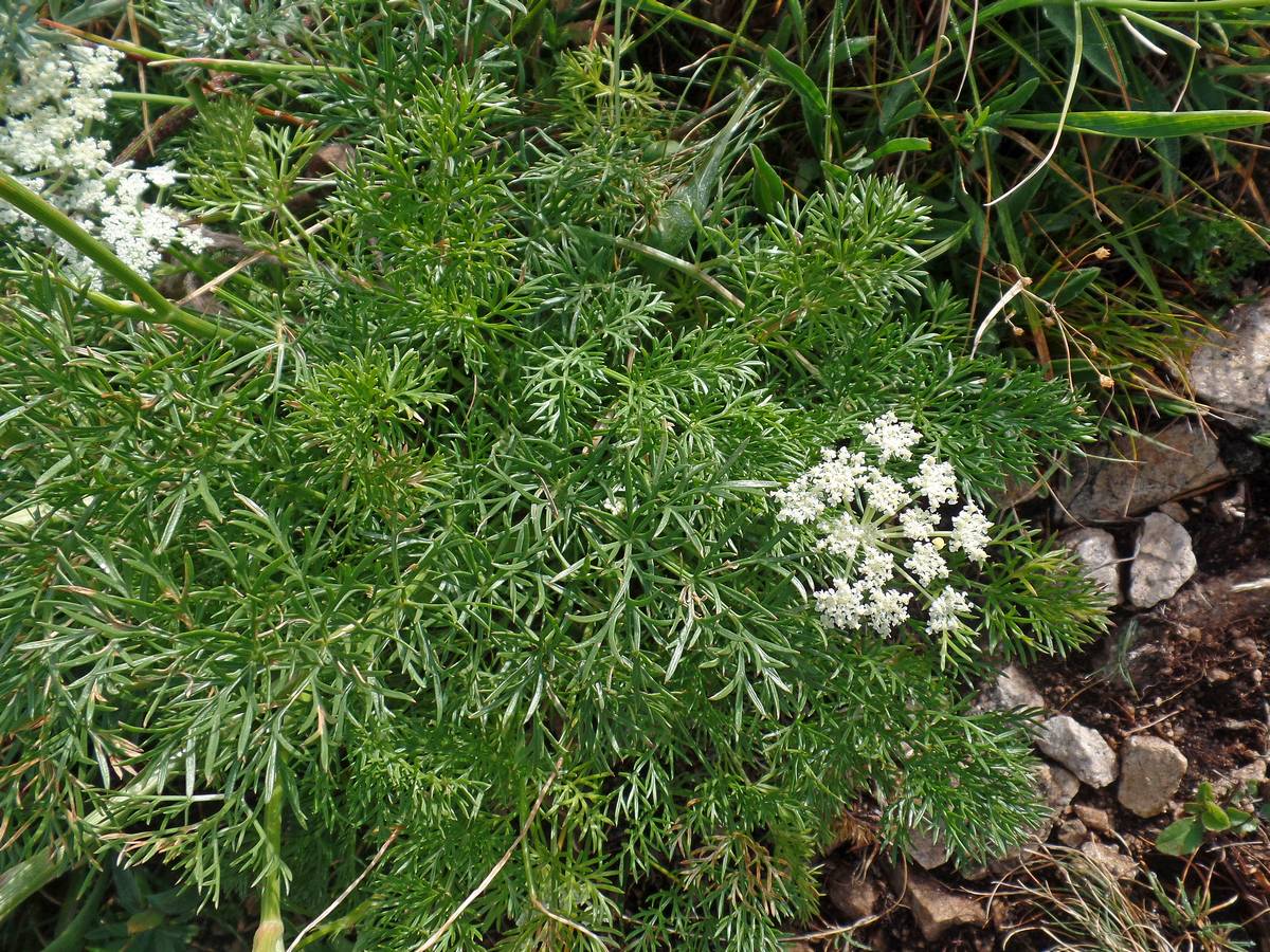 Изображение особи Kitagawia baicalensis.