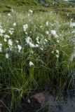 Eriophorum angustifolium