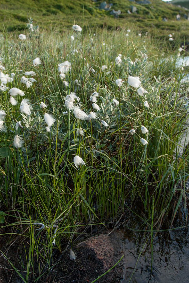 Изображение особи Eriophorum angustifolium.