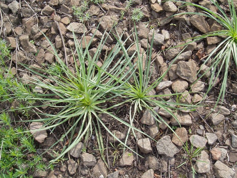 Изображение особи Tragopogon orientalis.