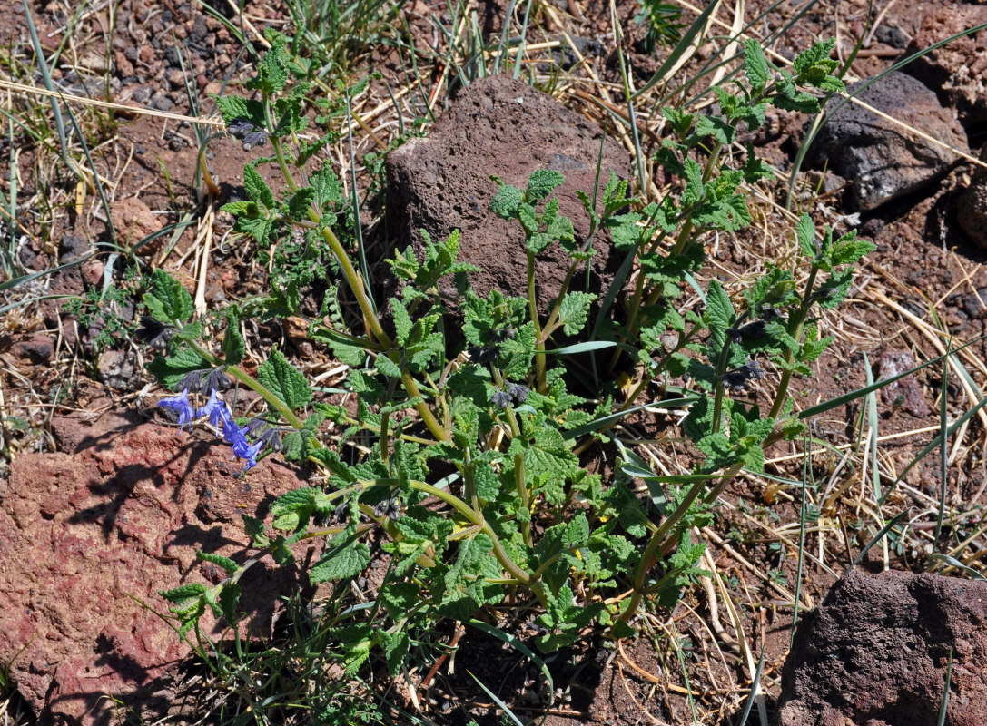 Изображение особи Lophanthus chinensis.