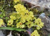 genus Chrysosplenium
