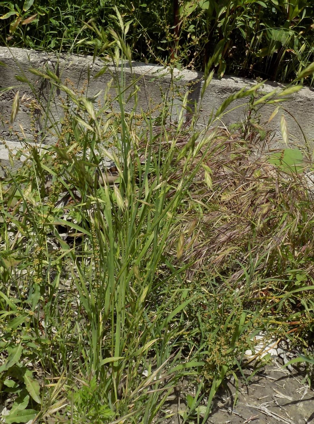 Image of Ceratochloa cathartica specimen.