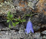 Campanula lasiocarpa