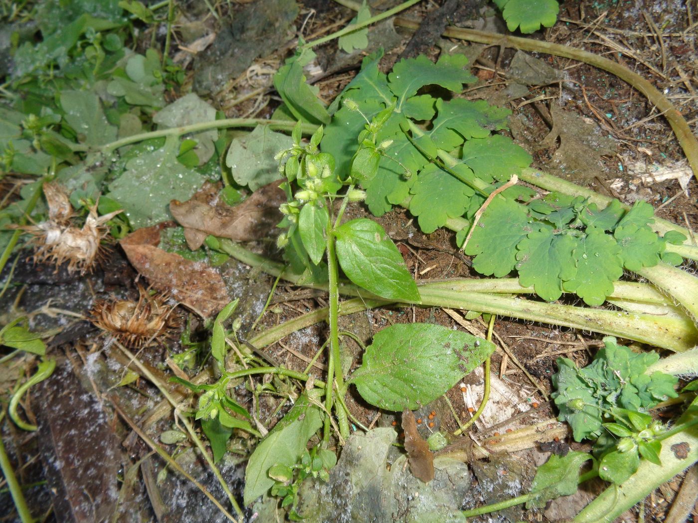 Image of Stellaria media specimen.