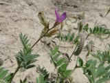 Astragalus bakaliensis