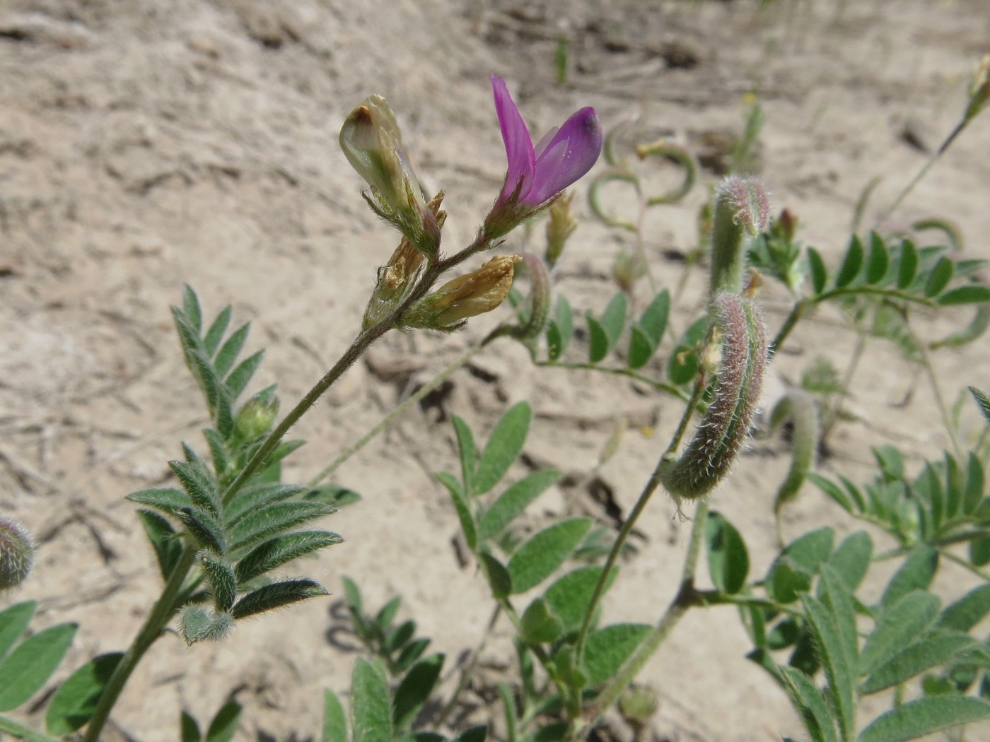 Изображение особи Astragalus bakaliensis.