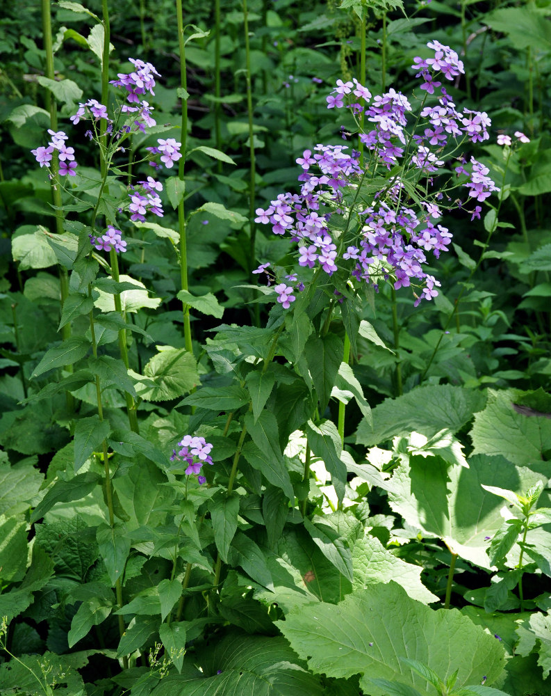 Image of Hesperis matronalis specimen.
