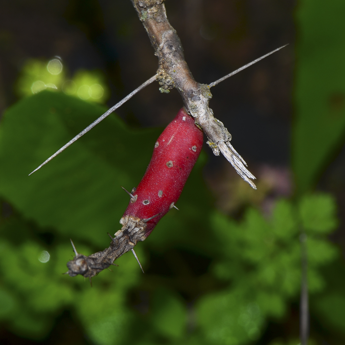 Изображение особи Cylindropuntia leptocaulis.